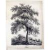 Bäume-Baum-Linde-Tilleul-Landschaft-große Lithographie - Jos. Brucker 1845 #1 small image