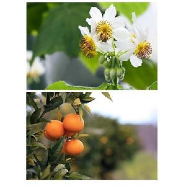 * Ein zarter Blüten-Duft zieht durch ihre Wohnung: Mandarine und Zimmerlinde ! #1 image