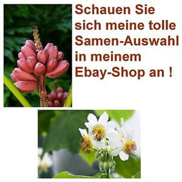 Exot Pflanzen Samen Saatgut exotische Zimmerpflanze ZIMMERLINDE + ROSA BANANE #1 image
